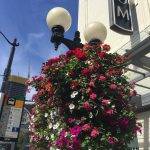 Flowering street lights downtown