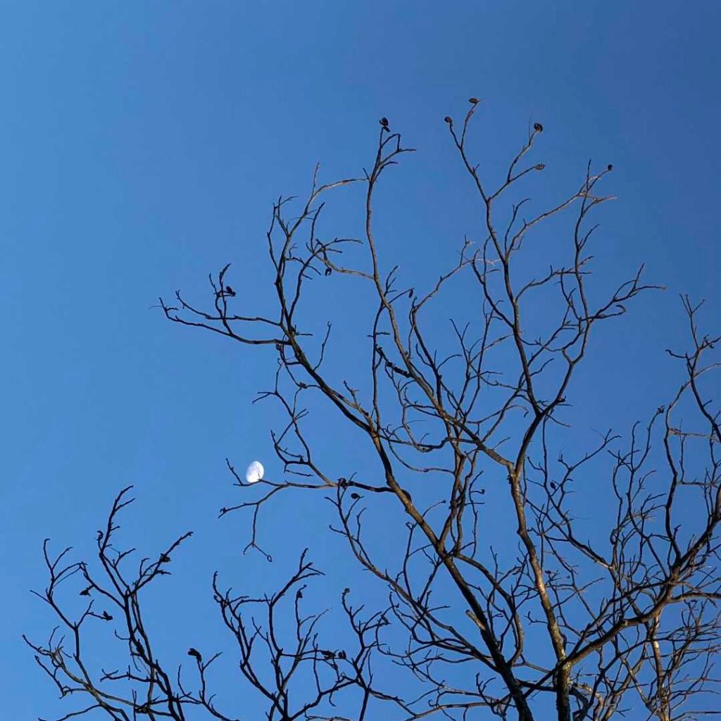 the moon in bare tree branches